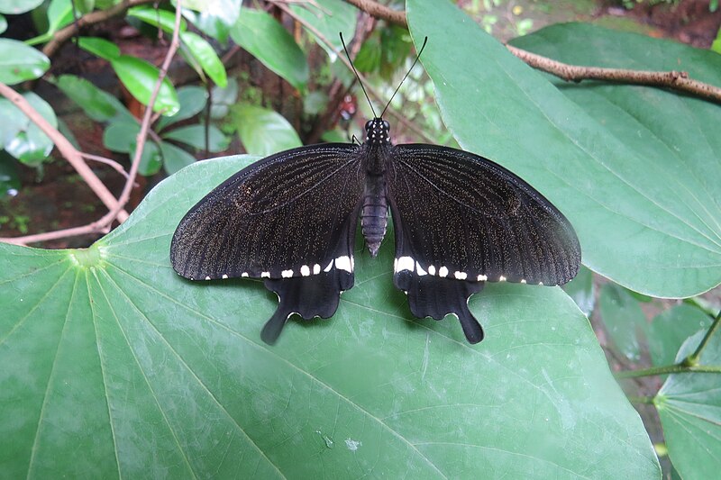 File:Papilio polytes - Common Mormon male cyrus form at Peravoor 2014 (13).jpg