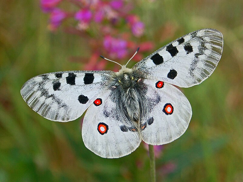 File:Papilionidae - Parnassius apollo-1.JPG