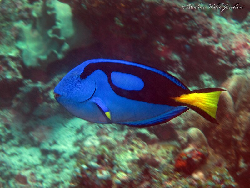 File:Paracanthurus hepatus 268161720.jpg