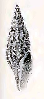 <i>Paradrillia fugata</i> Species of gastropod