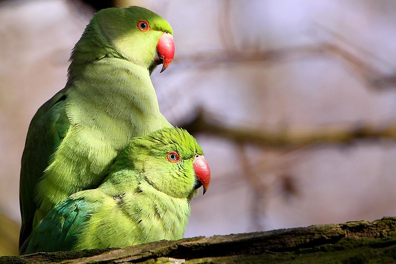 File:Parakeets - Richmond Park (6937606893).jpg