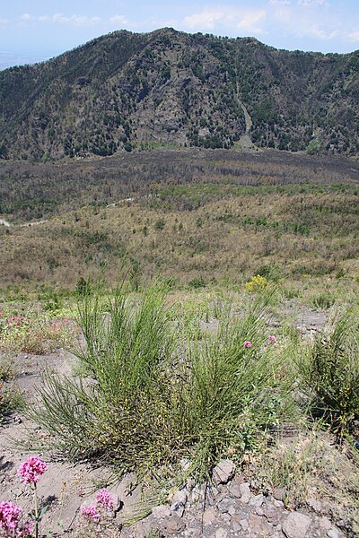 File:Parco nazionale del Vesuvio 50.jpg