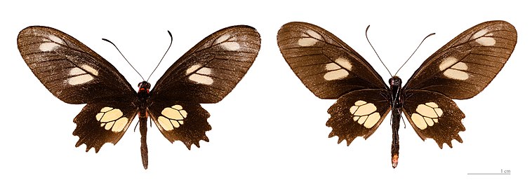   Museum specimen ♀ Both side