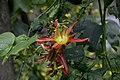 Passiflora cinnabarina