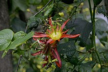 Passiflora cinnabarina.jpg