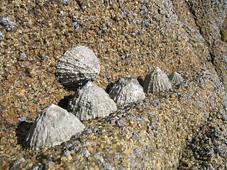 <i>Patella rustica</i> species of mollusc