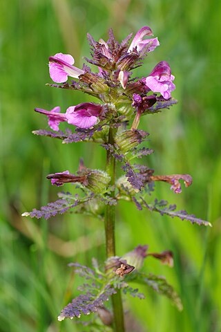 <i>Pedicularis palustris</i> Species of flowering plant