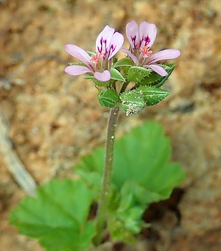 <i>Pelargonium inodorum</i> Species of plant