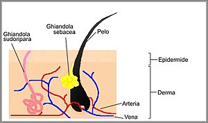 Pelo