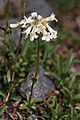 Penstemon procerus