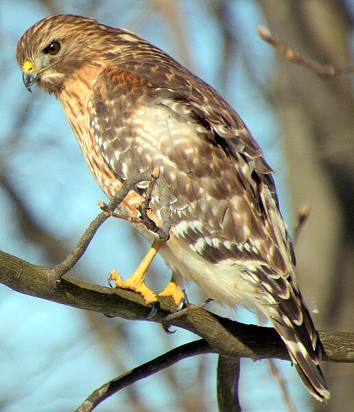 File:Perched Red-shouldered Hawk, Hudson, Ohio.jpg