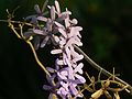 Petrea volubilis, bracts ref [2], [3]