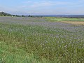 Phacelia tanacetifolia Feld