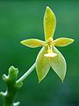 Phalaenopsis cornu-cervi var. flava