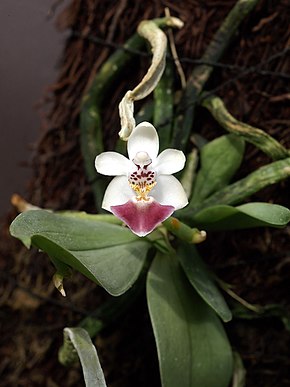 Beschreibung von Phalaenopsis Parishii Orchi Bild 434.jpg.