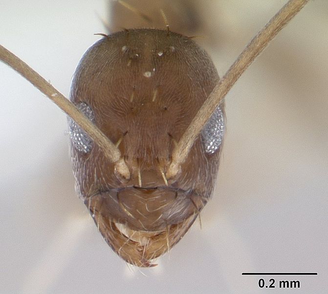 File:Pheidole tetra casent0178761 head 1.jpg