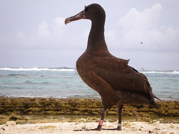 A chick just before it left the Hawaiian archipelago