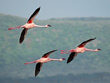 Lesser flamingos Phoeniconaias minor3.jpg