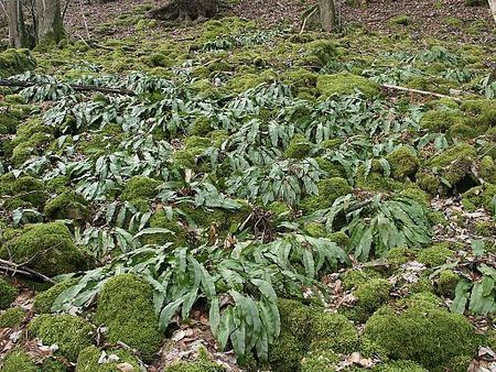 Phyllitis scolopendrium habitat.jpg