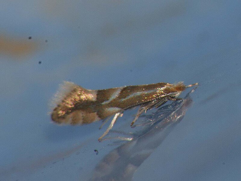 File:Phyllonorycter sp. (40680287494).jpg