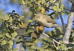 Phylloscopus collybita Common Chiffchaff Çıvgın