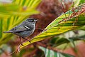 Phylloscopus inornatus (Yellow-browed Warbler).jpg