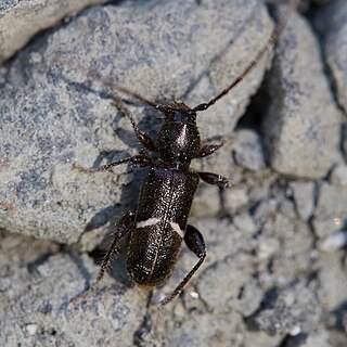 <i>Phymatodes vulneratus</i> Species of beetle