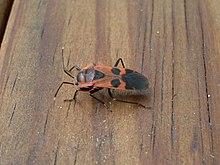 Physopelta gutta (5460690315) .jpg