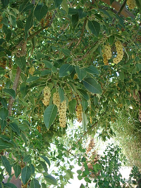 File:Phytolacca dioica fruits.JPG