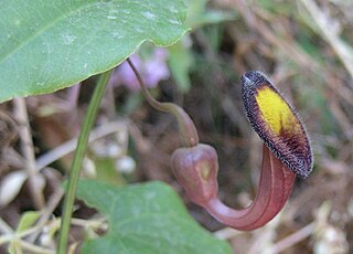 <i>Aristolochia sempervirens</i> Species of vine