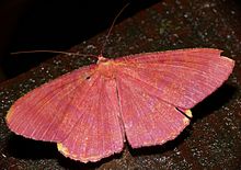 Pink Geometrid (Eumelea rosalia) (22810007341) .jpg