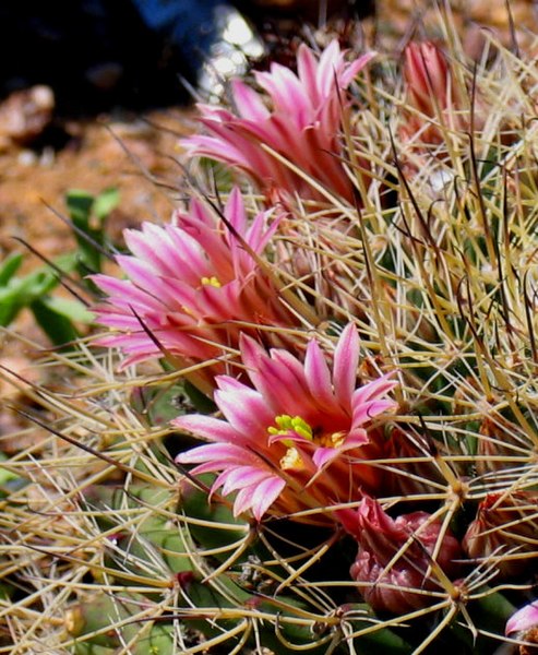 File:Pink cactus in bloom.jpg