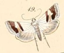 Pl.108-19-Eublemma ornatula (Felder ve Rogenhofer, 1874) .JPG