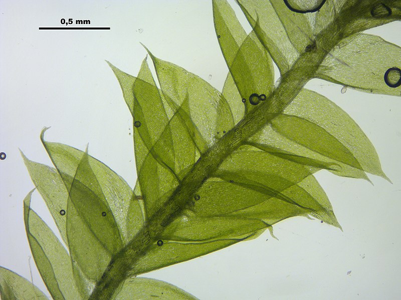 File:Plagiothecium laetum (a, 144731-481647) 1990.JPG