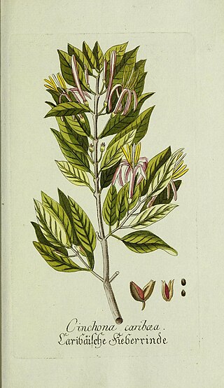 <i>Exostema</i> Genus of flowering plants