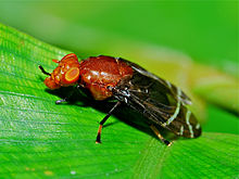 Peltacanthina sp. Platystomatid Fly (Peltacanthina sp.) (18107194758).jpg