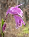 Pleione formosana