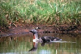 Un plongeon catmarin, avec son poussin