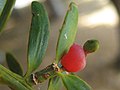 Podokarpuskasveille tyypillinen mehevä käpy. Maorinpodokarpus (Podocarpus totara).