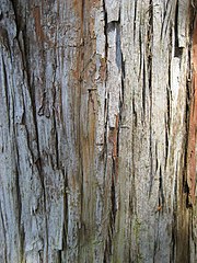 The reddish-grey bark of the tōtara is thick, corky, furrowed and stringy