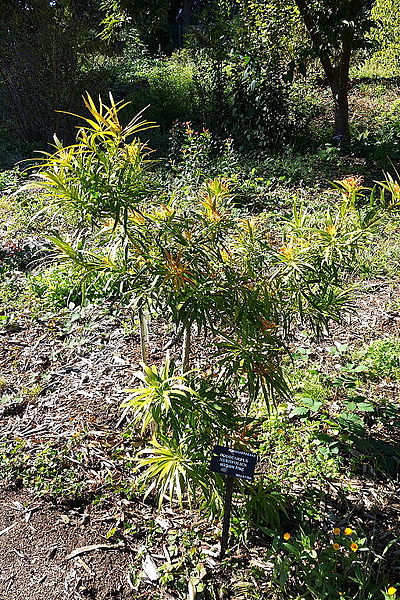 File:Podocarpus neriifolius - San Francisco Botanical Garden - DSC09822.JPG