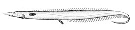 Polyacanthonotus rissoanus