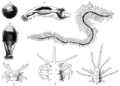 Ontogenesis of a polychaete worm