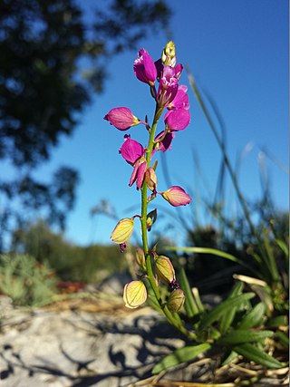 <i>Polygala nicaeensis</i> Species of flowering plant