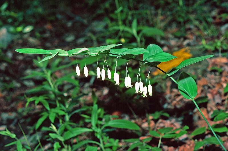 File:Polygonatum biflorum 1392157.jpg