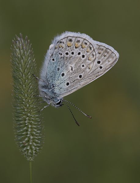 File:Polyommatus icarus - Çokgözlü mavi 29.jpg