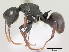 Polyrhachis hilaris