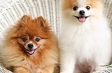 Cute Perros Pequenos Pomerania Precio