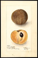 Image of the No. 7 variety of sapodillas (scientific name: Manilkara zapota), with this specimen originating in Miami, Dade County, Florida, United States. (1906)