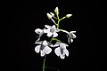 Ponerorchis graminifolia var. kurokamiana white colour